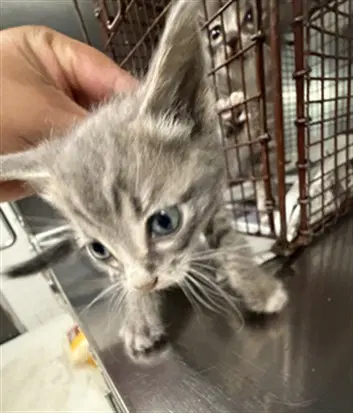 Birdy - Domestic Short Hair