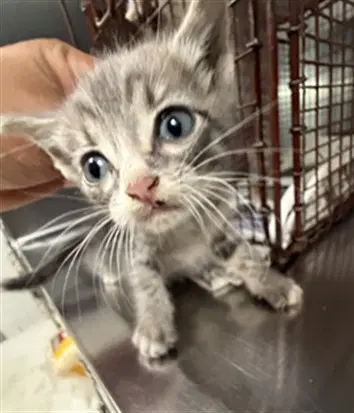 Hawky - Domestic Short Hair