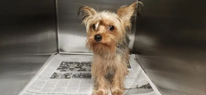 Willa - Yorkshire Terrier Yorkie