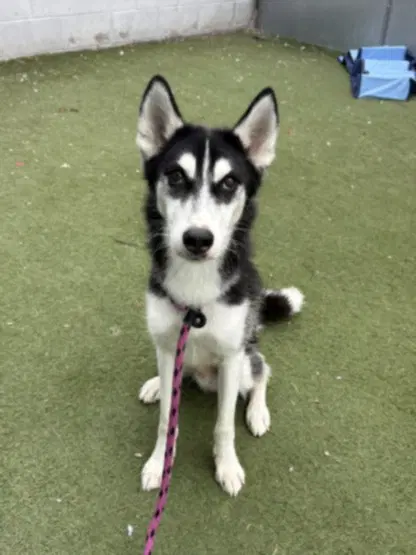 Bruno - Siberian Husky