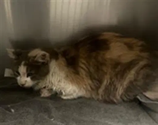 Mandy - Domestic Short Hair