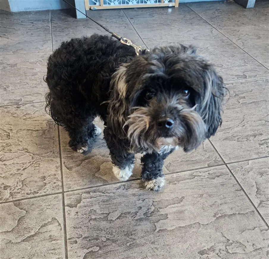 Luna - Maltese
