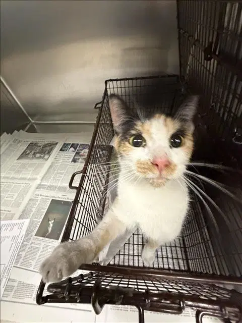 Dorthy - Domestic Short Hair