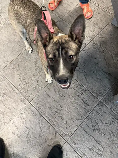 Ethina - Pit Bull Terrier