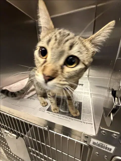 Tweety - Domestic Short Hair