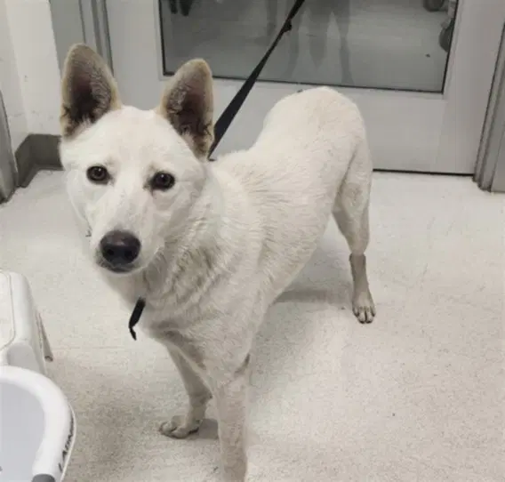 Uni - Jindo (Korean)
