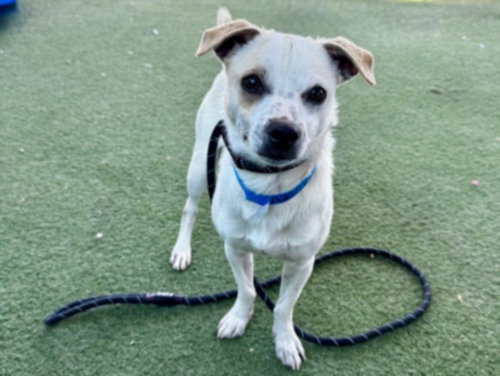 Yoshi, Chihuahua (medium coat)