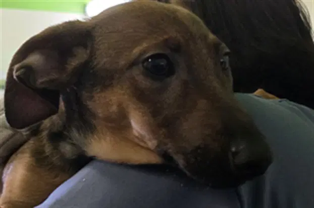 Max - Dachshund