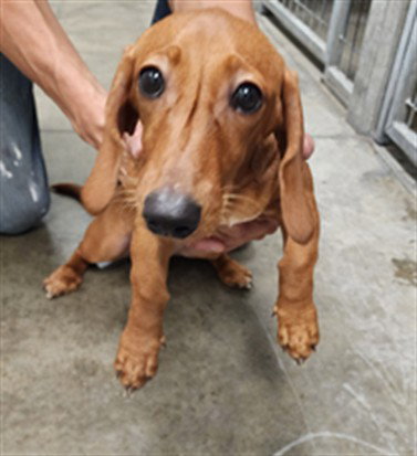 Buttercup, Dachshund (medium coat)