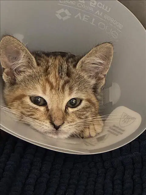 Capri - Domestic Short Hair