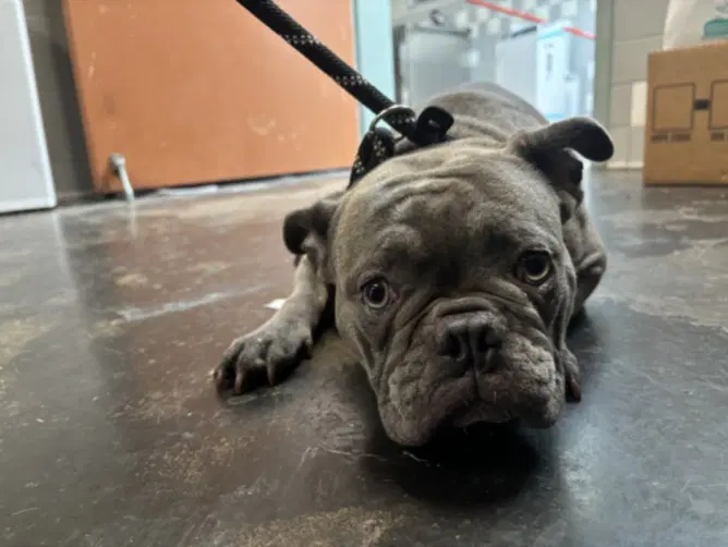 Max - French Bulldog