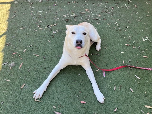adoptable Dog in Los Angeles, CA named SUPER MAX