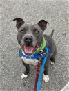 adoptable Dog in  named DUCE
