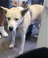 adoptable Dog in  named CANELO