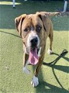 adoptable Dog in  named TIGER