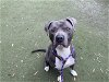 adoptable Dog in  named ROC