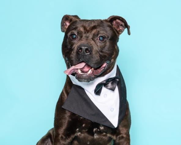 adoptable Dog in Los Angeles, CA named FURBY
