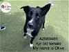 adoptable Dog in  named OLIVE
