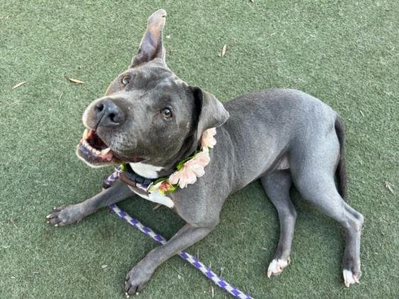 adoptable Dog in Los Angeles, CA named AMANDA
