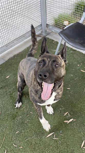 adoptable Dog in Los Angeles, CA named COOKIE