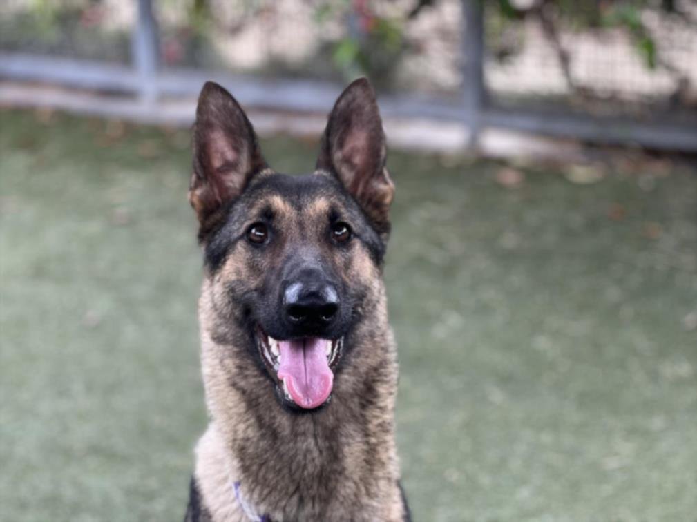adoptable Dog in Los Angeles, CA named GINA