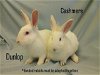 adoptable Rabbit in  named CASHMERE