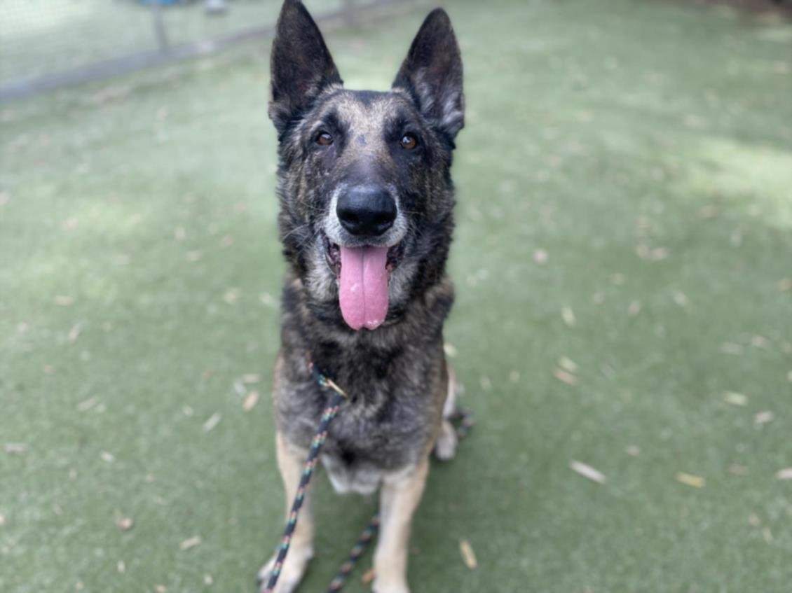 adoptable Dog in Los Angeles, CA named BEANIE BOY