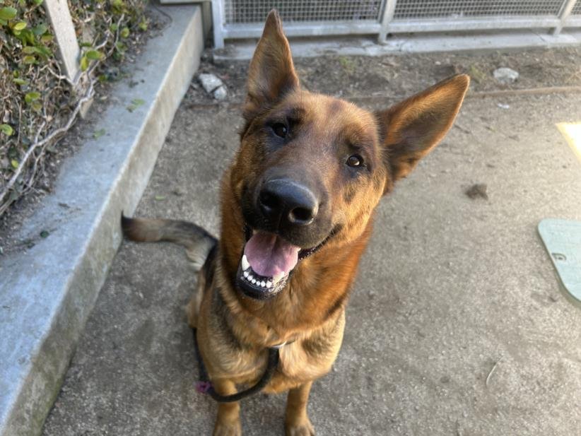 adoptable Dog in Los Angeles, CA named FRANCINE