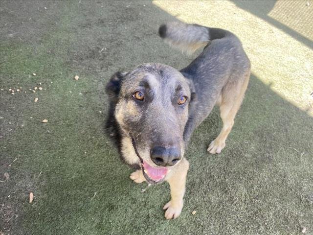 adoptable Dog in Los Angeles, CA named NEZOOK
