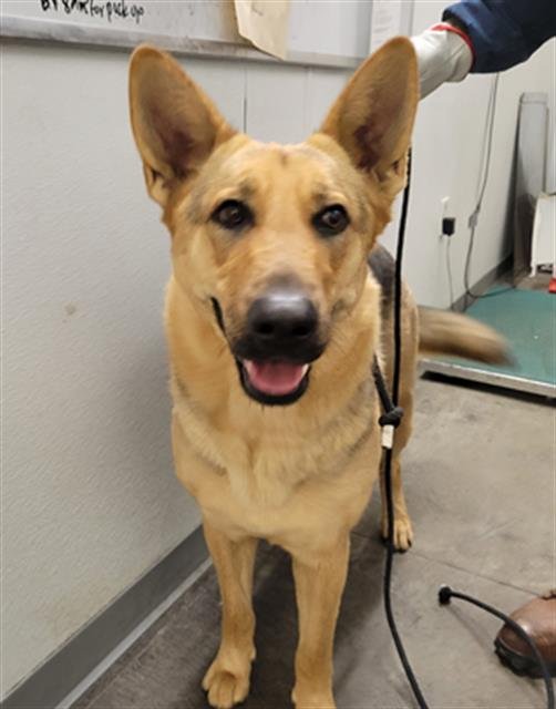 adoptable Dog in Los Angeles, CA named ATLAS