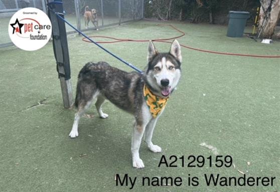 adoptable Dog in Los Angeles, CA named WANDERER