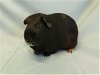 adoptable Guinea Pig in  named DEXTER