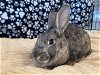 adoptable Rabbit in  named TAYLOR