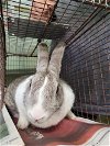 adoptable Rabbit in  named APRIL