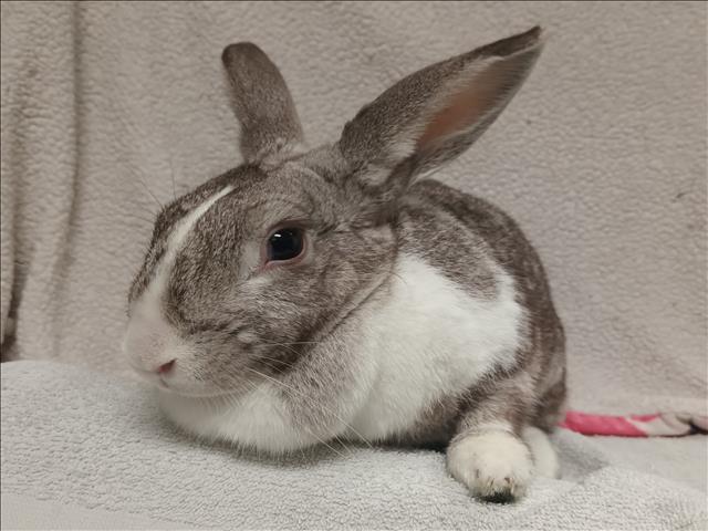 adoptable Rabbit in Los Angeles, CA named APRIL