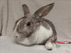 adoptable Rabbit in  named APRIL