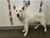 adoptable Dog in  named SNOW CONE