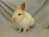 adoptable Rabbit in  named PENNY