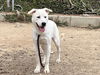 adoptable Dog in Los Angeles, CA named KIRKLAND