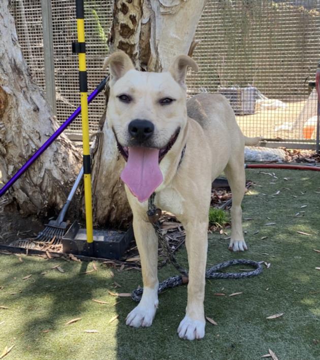 adoptable Dog in Los Angeles, CA named MAXIMUS