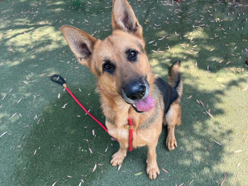 adoptable Dog in Los Angeles, CA named KOBI