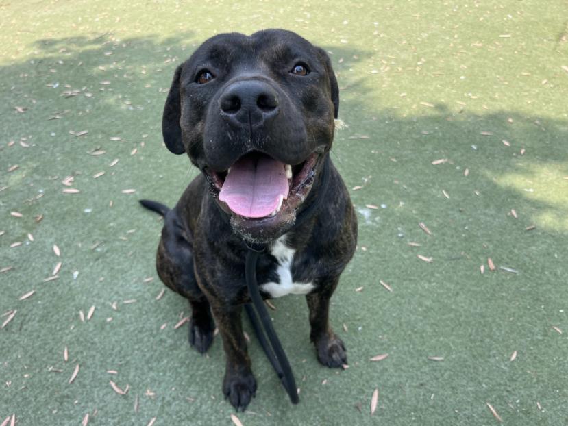 adoptable Dog in Los Angeles, CA named EDAMAME