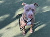 adoptable Dog in Los Angeles, CA named JUICE