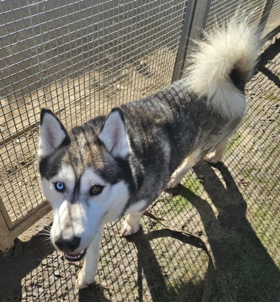 adoptable Dog in Los Angeles, CA named GOKU