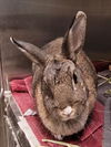 adoptable Rabbit in Los Angeles, CA named BONSAI