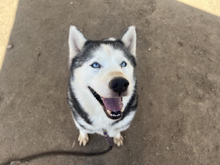 adoptable Dog in Los Angeles, CA named SNOW