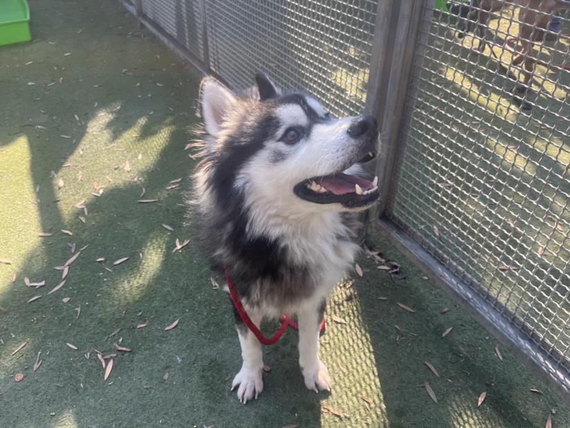 adoptable Dog in Los Angeles, CA named BALTO