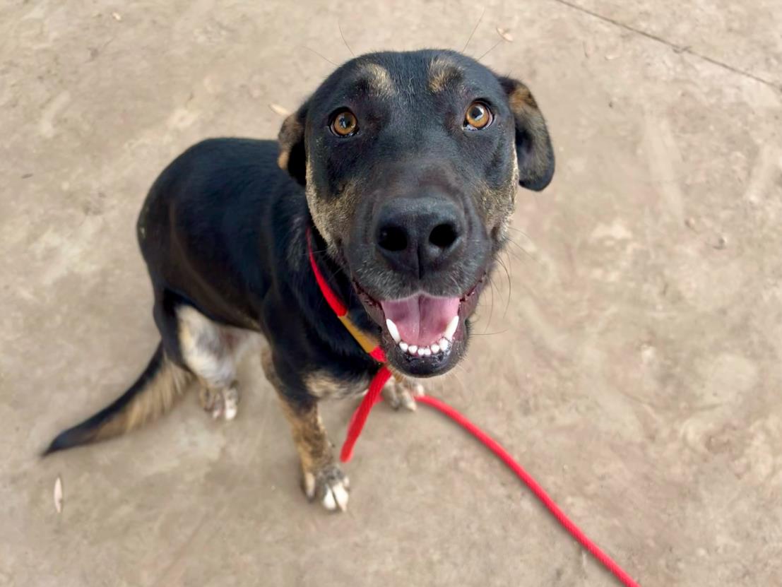 adoptable Dog in Los Angeles, CA named ASTRO