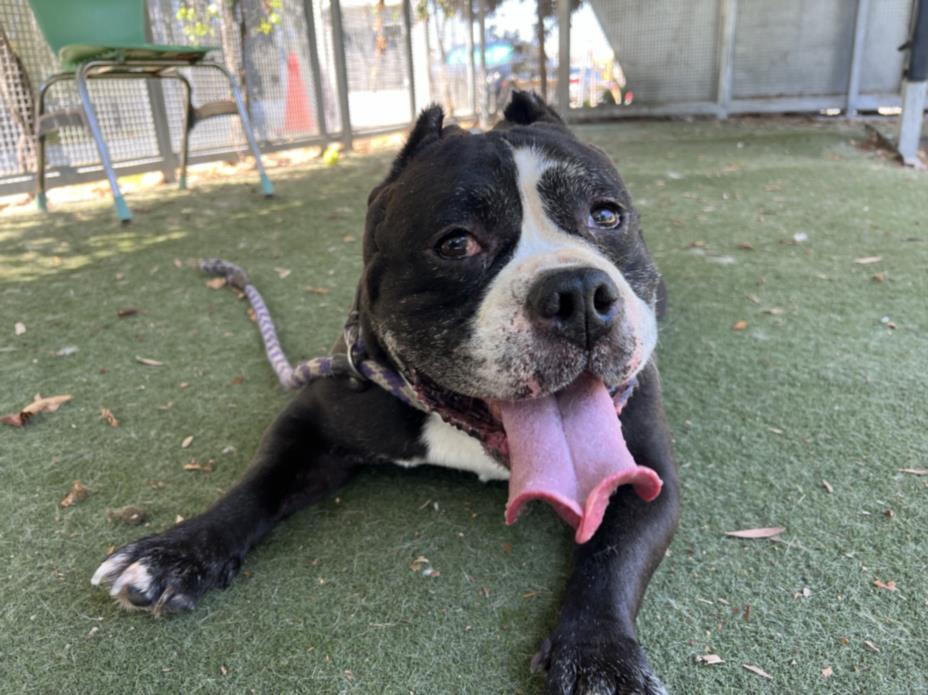 adoptable Dog in Los Angeles, CA named JAKE