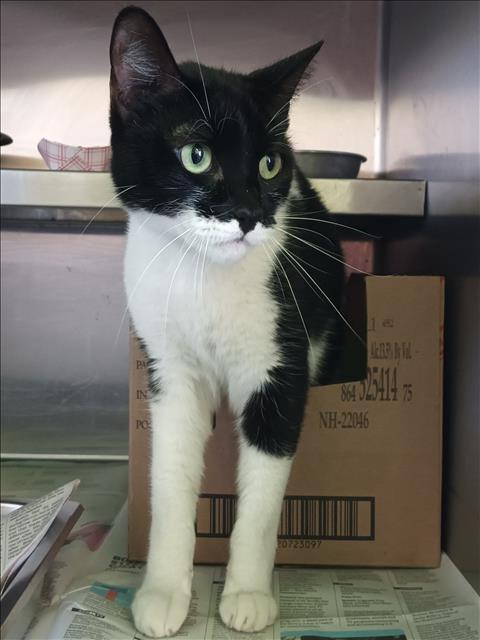 adoptable Cat in Los Angeles, CA named BOOTS